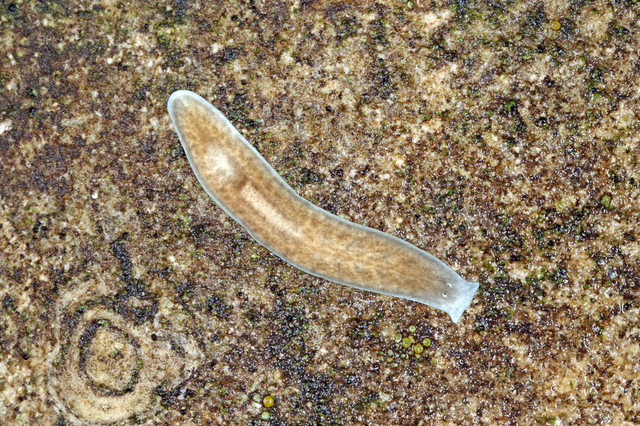 Alpine Flatworm - Cave Animal of the Year 2027