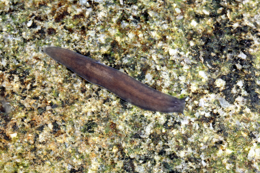 Alpine Flatworm - Cave Animal of the Year 2027