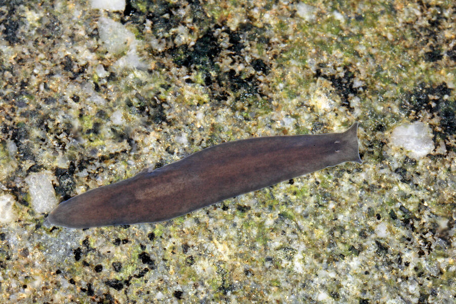 Alpine Flatworm - Cave Animal of the Year 2027