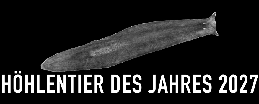 Alpenstrudelwurm - Höhlentier des Jahres 2027 - Header