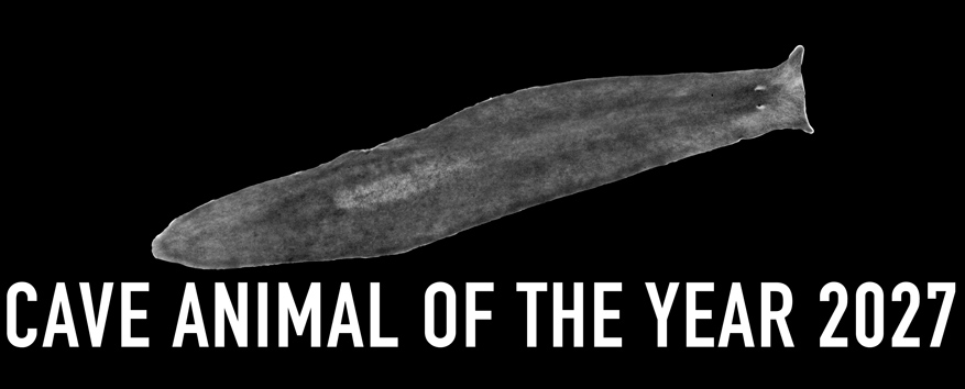 Alpine Flatworm - Cave Animal of the Year 2027 - Header