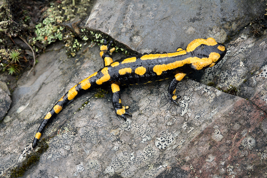 Feuersalamander - Höhlentier des Jahres 2023