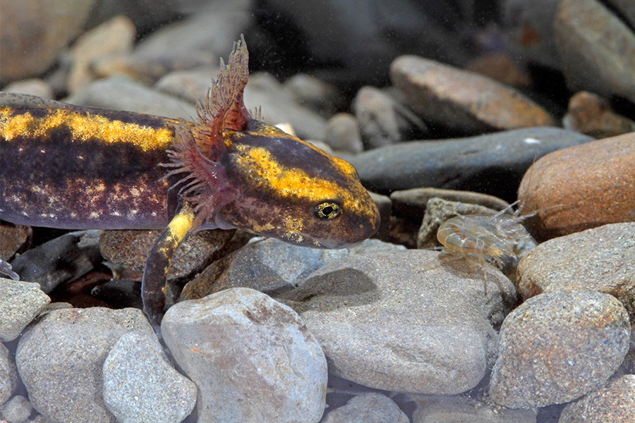 Feuersalamander - Höhlentier des Jahres 2023 - Larve bei der Jagd auf einen Bachflohkrebs