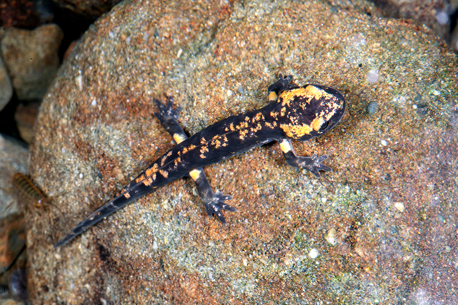 Feuersalamander - Höhlentier des Jahres 2023 - Larve mit zurückgebildeten Kiemen