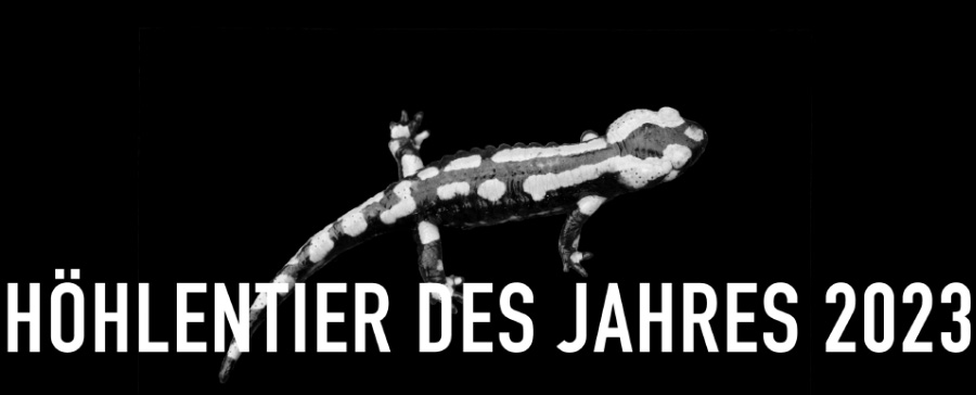 Feuersalamander - Höhlentier des Jahres 2023 - Header