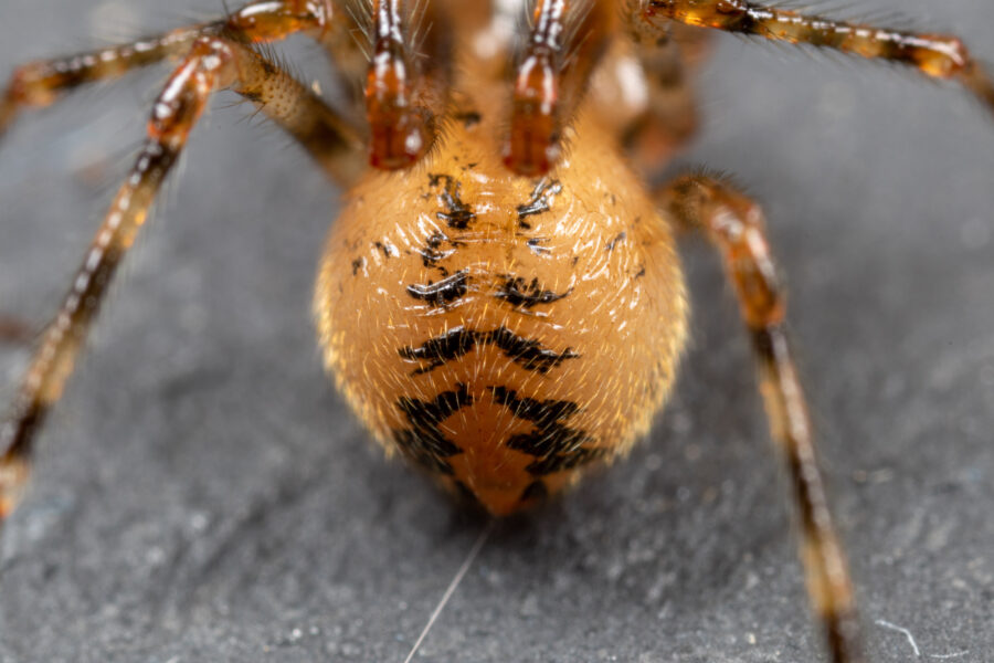 Comb-footed Cellar Spider - Cave Animal of the Year 2024