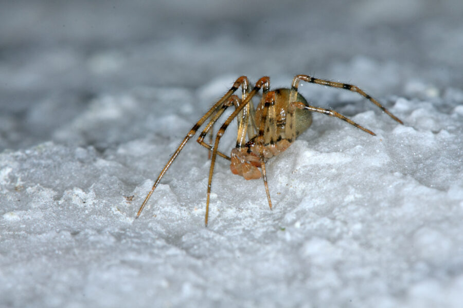 Comb-footed Cellar Spider - Cave Animal of the Year 2024