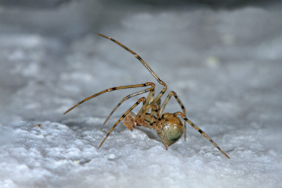 Comb-footed Cellar Spider - Cave Animal of the Year 2024