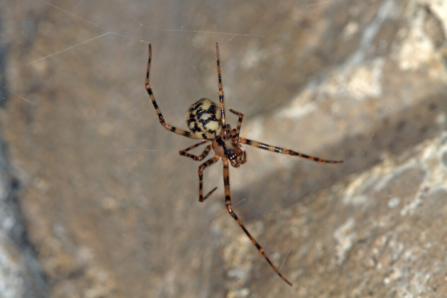 Comb-footed Cellar Spider - Cave Animal of the Year 2024
