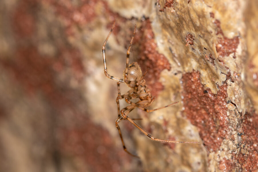 Comb-footed Cellar Spider - Cave Animal of the Year 2024
