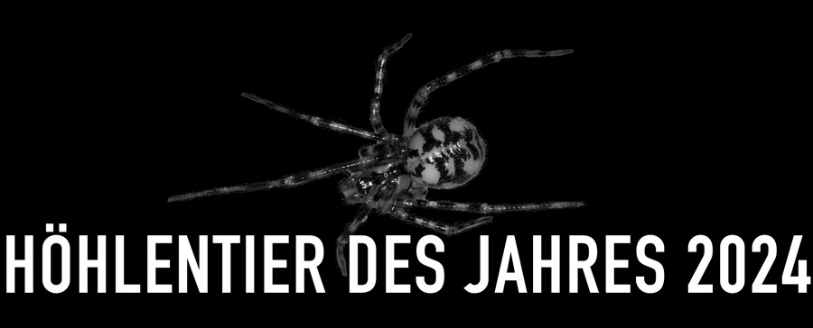 Gefleckte Höhlenspinne - Höhlentier des Jahres 2024 - Header