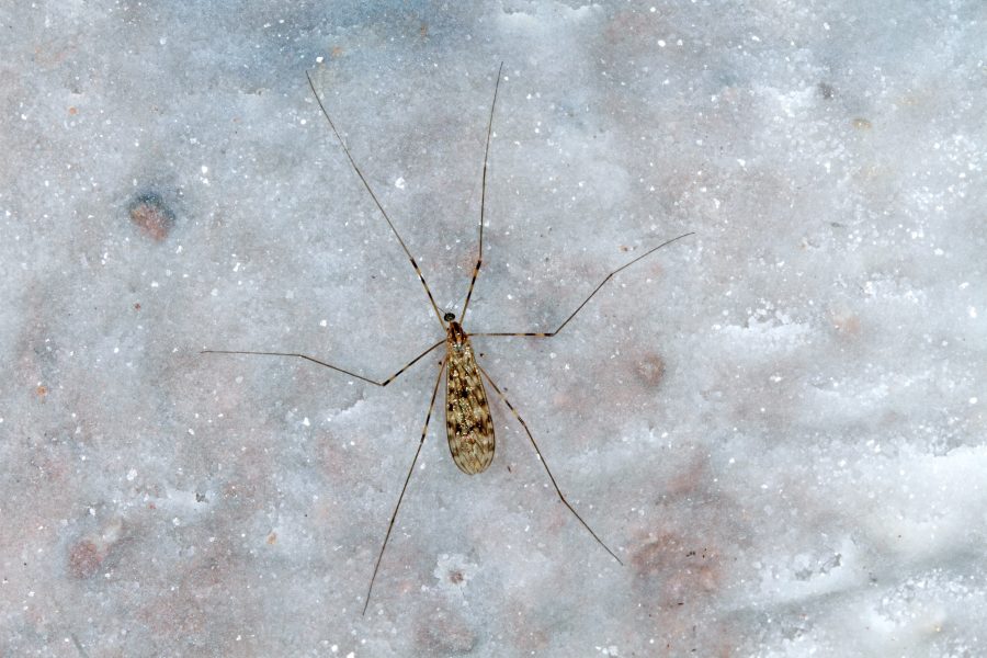 Common Cave Limoniid - Cave Animal of the Year 2019