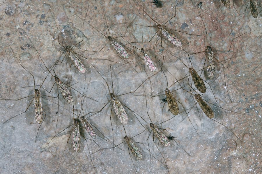 Common Cave Limoniid - Cave Animal of the Year 2019 - Cluster of several animals