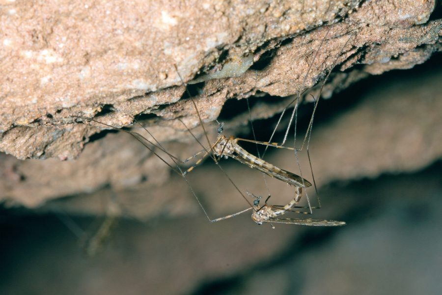 Common Cave Limoniid - Cave Animal of the Year 2019 - Reproduction
