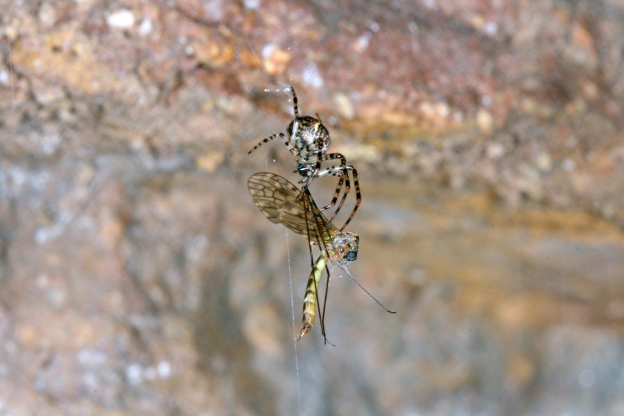 Common Cave Limoniid - Cave Animal of the Year 2019 - Prey of the Lesser Cave Spider (Metellina merianae)
