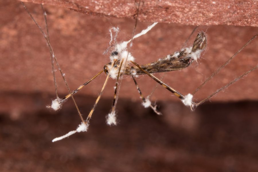 Common Cave Limoniid - Cave Animal of the Year 2019 - Infested with fungus