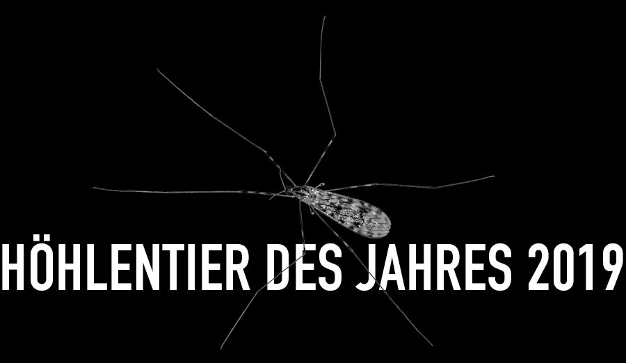 Gemeine Höhlenstelzmücke - Höhlentier des Jahres 2019 - Header