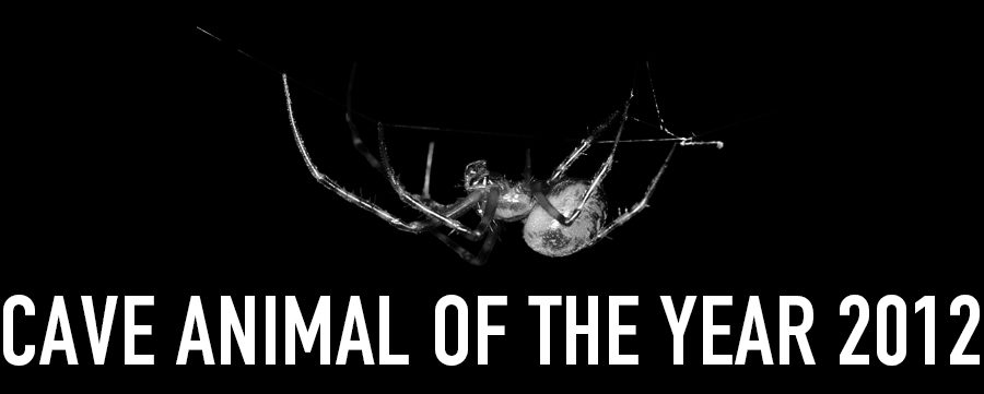 Greater Cave Spider - Cave Animal of the Year 2012 - Header
