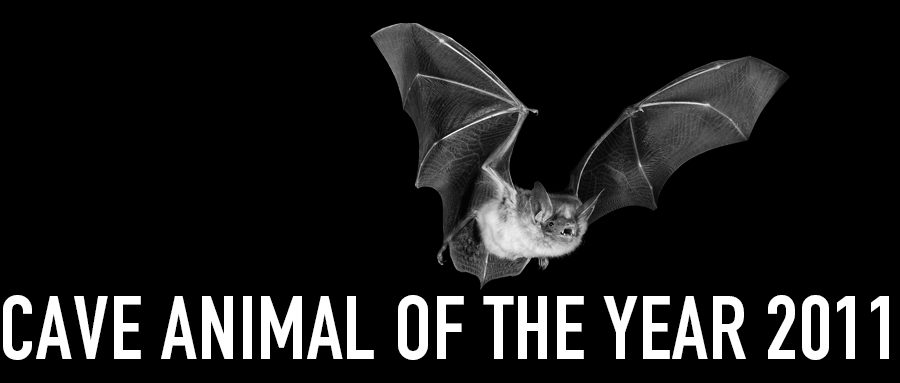 Greater Mouse-eared Bat - Cave Animal of the Year 2011 - Header