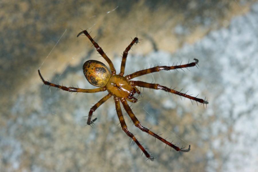 Greater Cave Spider - Cave Animal of the Year 2012
