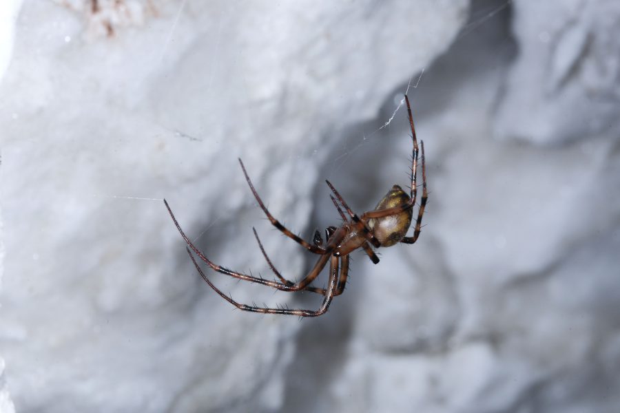 Cave Animals - Greater Cave Spider (Meta menardi)