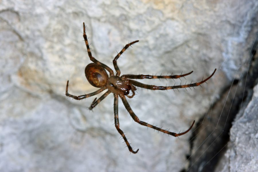 Greater Cave Spider - Cave Animal of the Year 2012