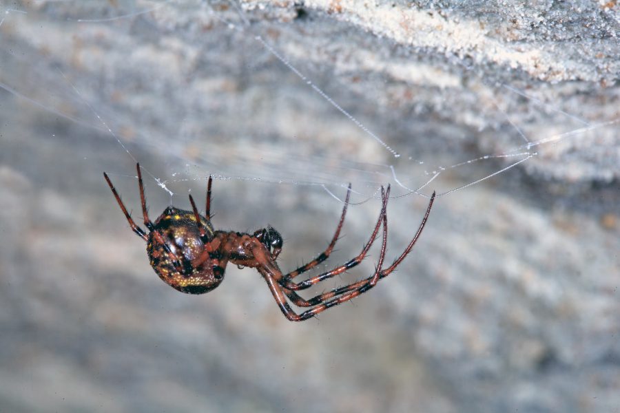 Greater Cave Spider - Cave Animal of the Year 2012