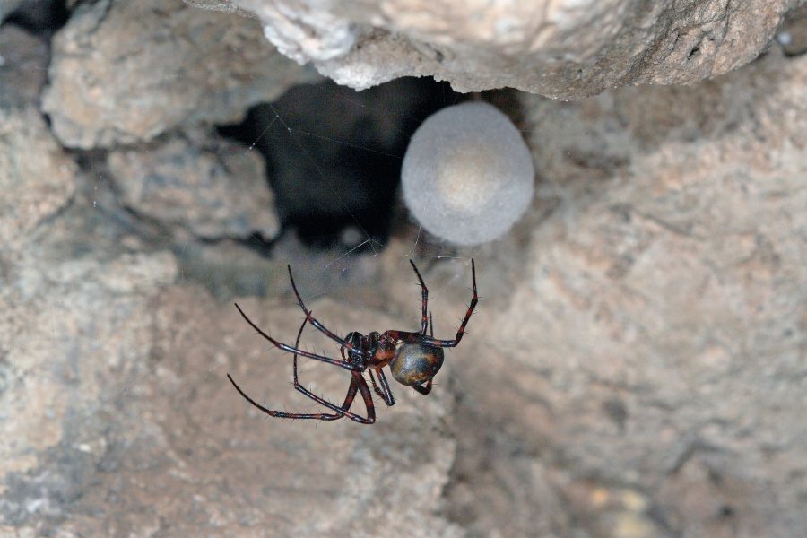 Greater Cave Spider - Cave Animal of the Year 2012 - Female of the Greater Cave Spider with egg cocoon
