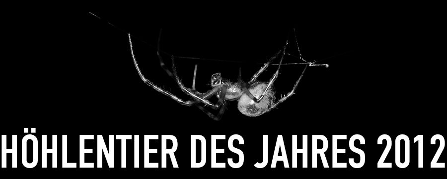 Große Höhlenspinne - Höhlentier des Jahres 2012 - Header