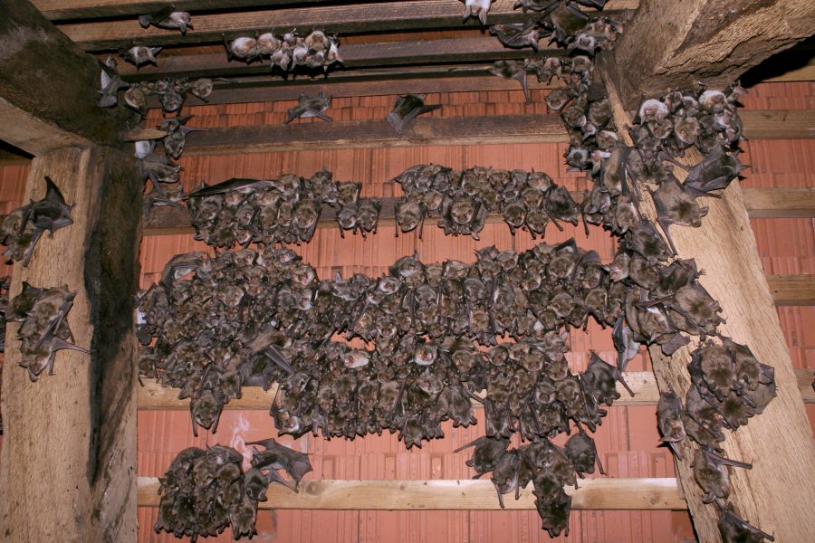 Großes Mausohr&nbsp;- Höhlentier des Jahres 2011 - Wochenstube des Großen Mausohrs