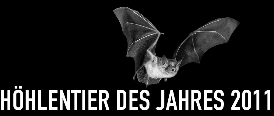 Großes Mausohr - Höhlentier des Jahres 2011 - Header