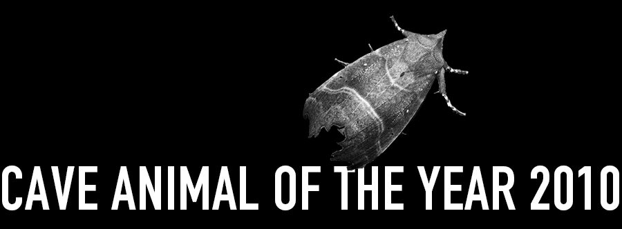<strong>Herald Moth - Cave Animal of the Year 2010</strong> - Header