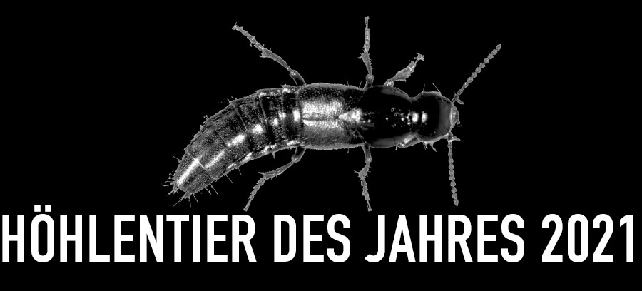 Höhlen-Raubkäfer - Höhlentier des Jahres 2021 - Header