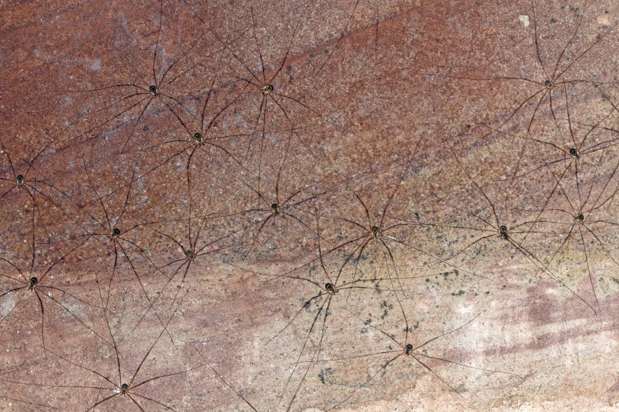 Höhlenlangbein - Höhlentier des Jahres 2016 - Überwinterungsgesellschaft des Höhlenlangbeins