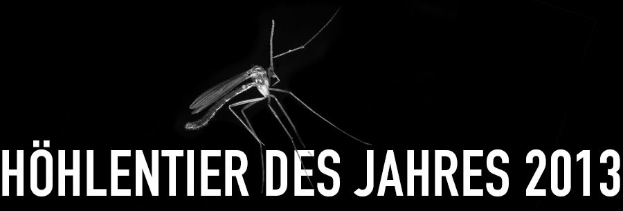 Höhlenpilzmücke - Höhlentier des Jahres 2013 - Header