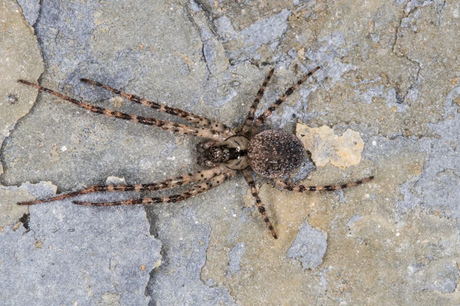 Cave Animals - Lesser Cave Spider (Metellina merianae)