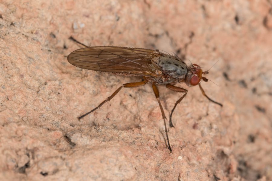 Cave Animals - Heleomyzidae