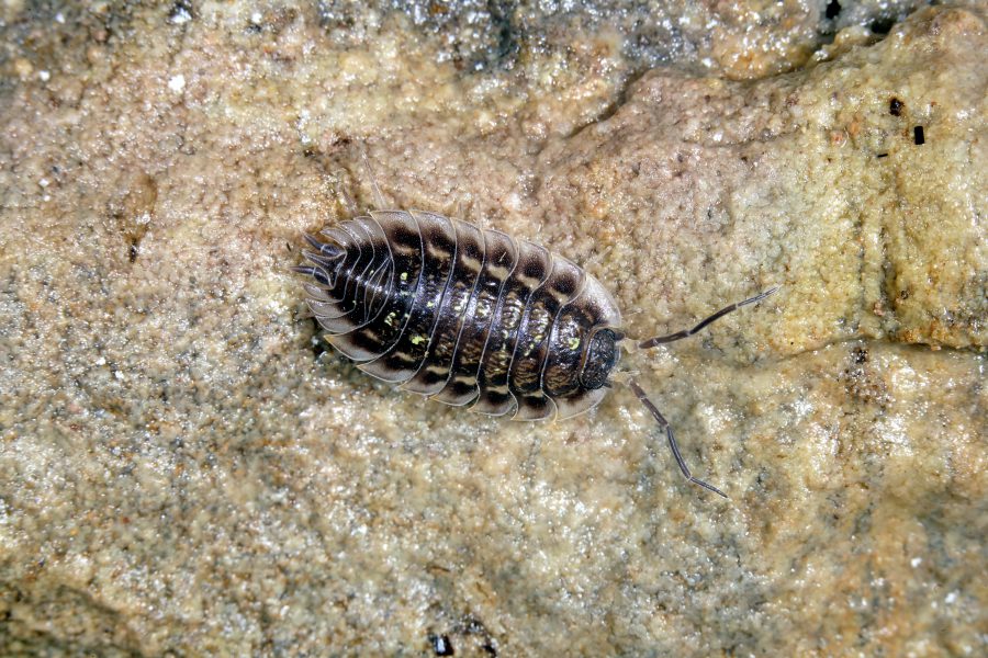 Cave Animals - Common Woodlouse (Oniscus asellus)