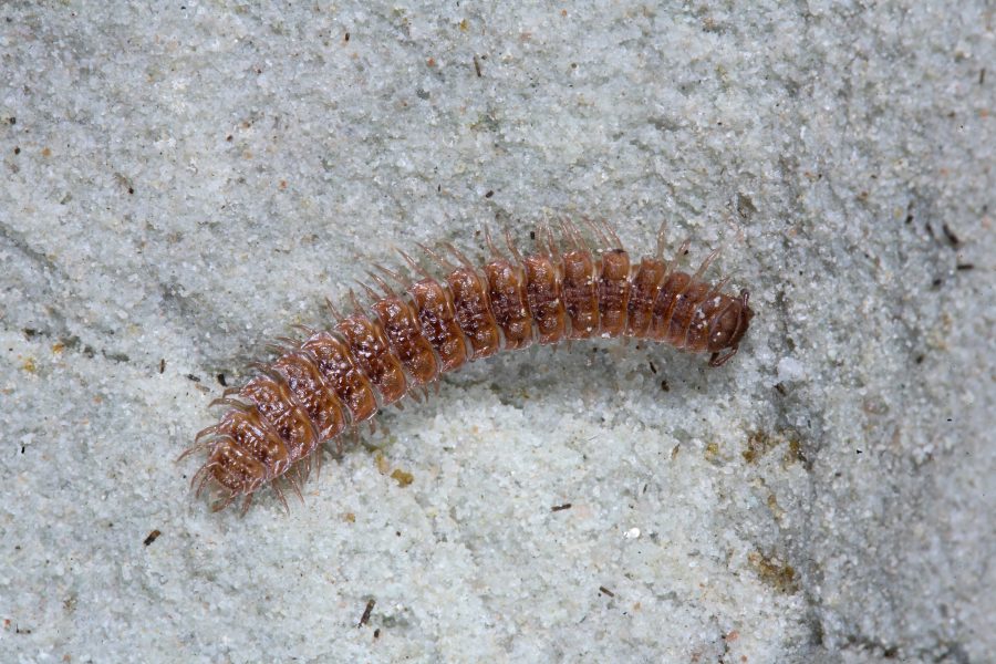 Cave Animals - Flat-backed Millipede (Polydesmus angustus)