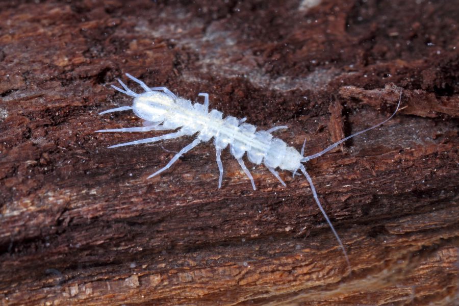 Cave Aselid - Cave Animal of the Year 2014