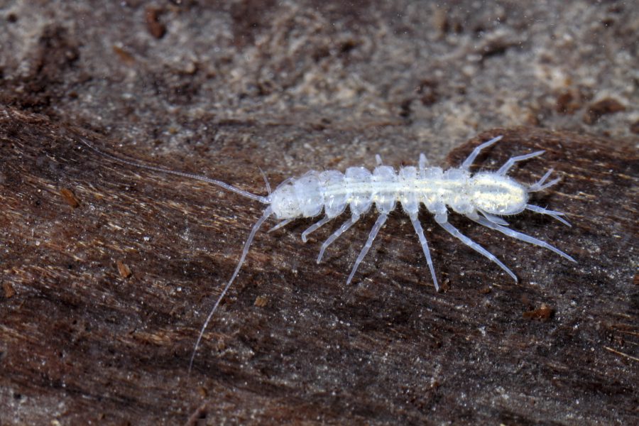 Cave Aselid - Cave Animal of the Year 2014