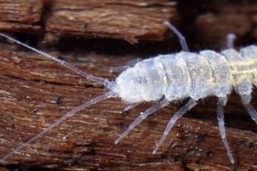 Cave Aselid - Cave Animal of the Year 2014