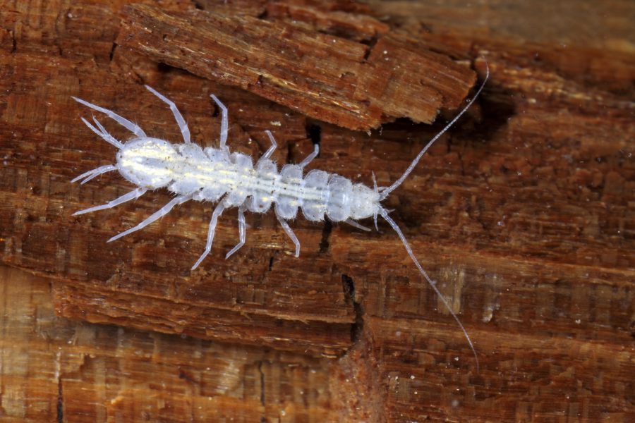 Cave Aselid - Cave Animal of the Year 2014