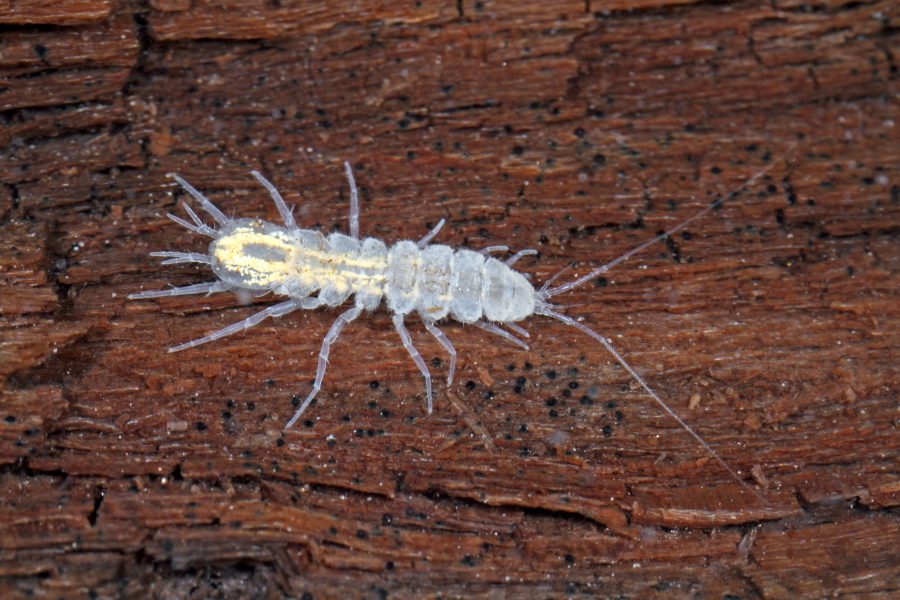 Cave Aselid - Cave Animal of the Year 2014