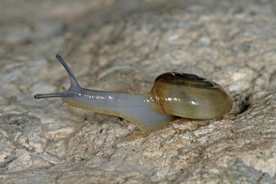 Keller-Glanzschnecke - Höhlentier des Jahres 2015