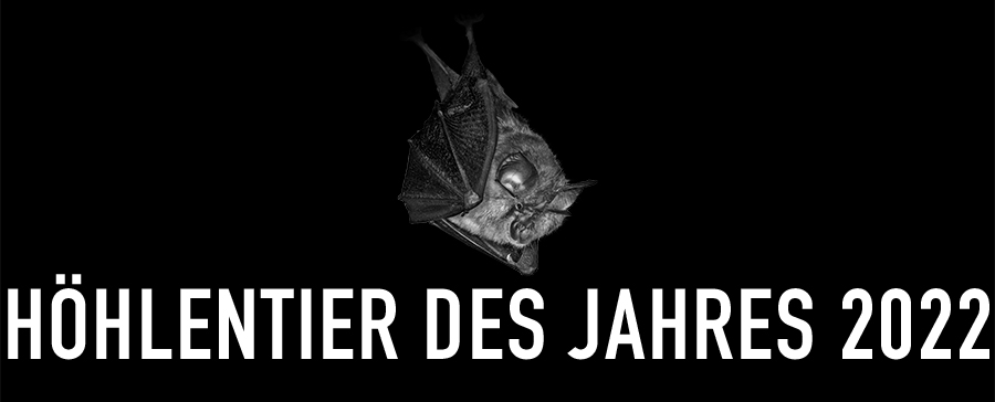 Kleine Hufeisennase - Höhlentier des Jahres 2022 - Header