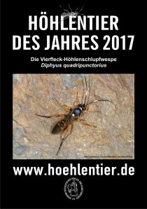 Vierfleck-Höhlenschlupfwespe - Höhlentier des Jahres 2017 - Poster