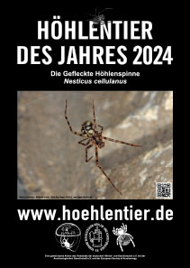 Comb-footed Cellar Spider - Cave Animal of the Year 2024 - Poster