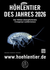 Höhlen-Zwergflohkrebs - Höhlentier des Jahres 2026 - Poster
