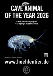 Cave Dwarf Amphipod - Cave Animal of the Year 2026 - Poster